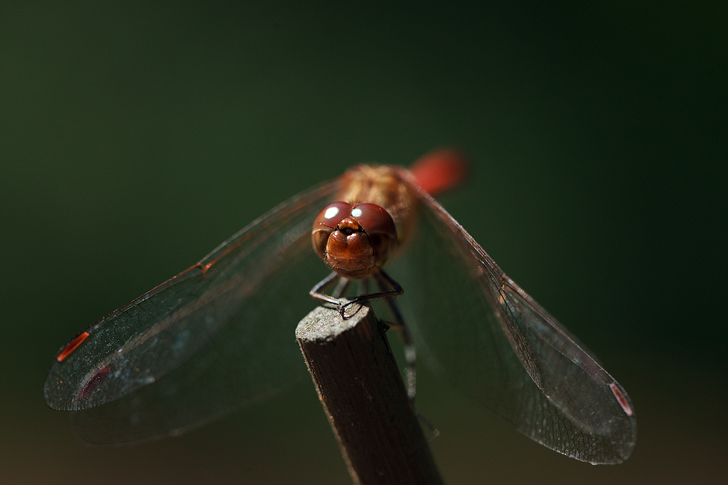 Sympetrum striolatum Bruinrode heidelibel Common darter